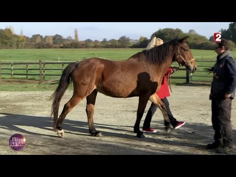 Vidéo: Les Gagnants De La Loterie Font Don De La Niche Du Château De Windsor à Un Refuge Pour Animaux