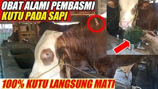 Obat Kutu Alami Untuk Ternak Sapi