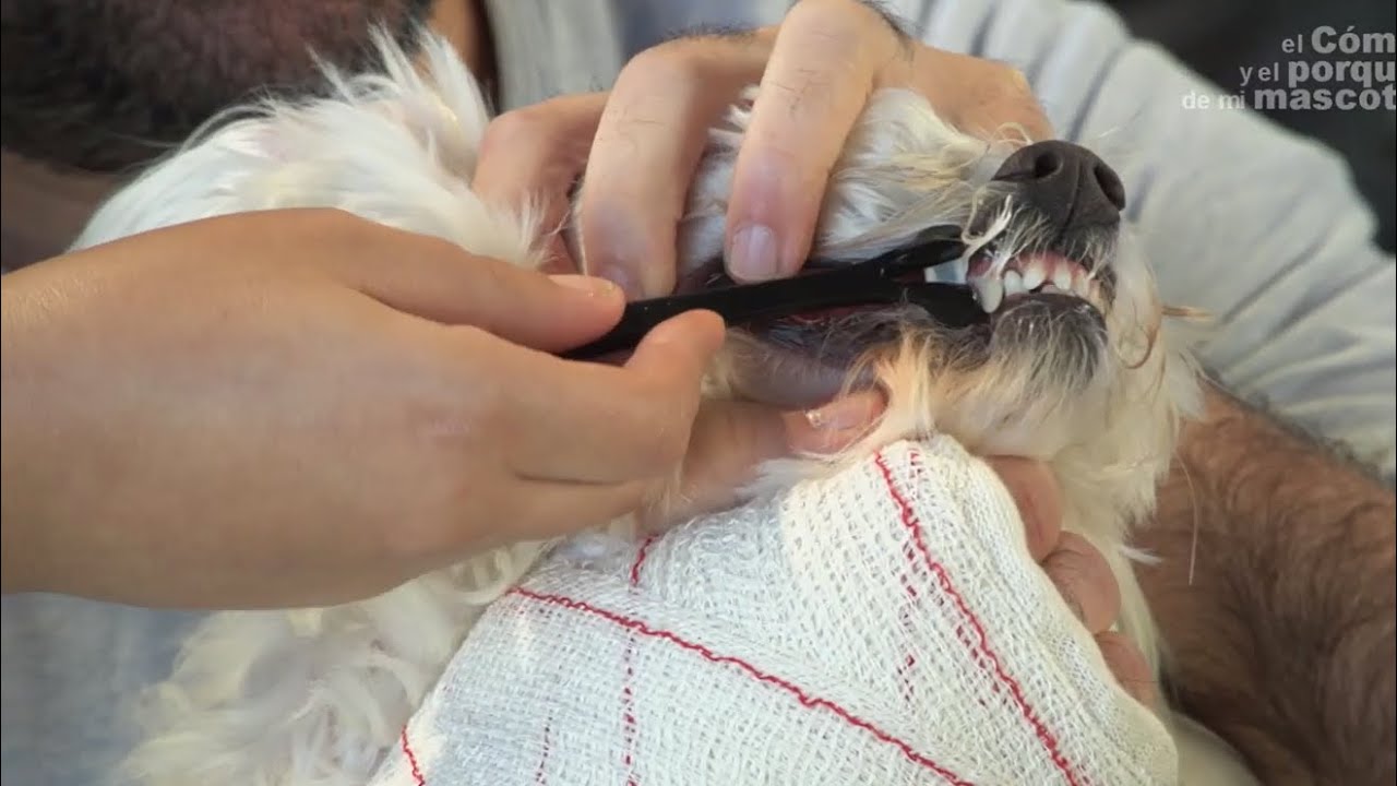 DOGS: How to clean dog's teeth. - YouTube