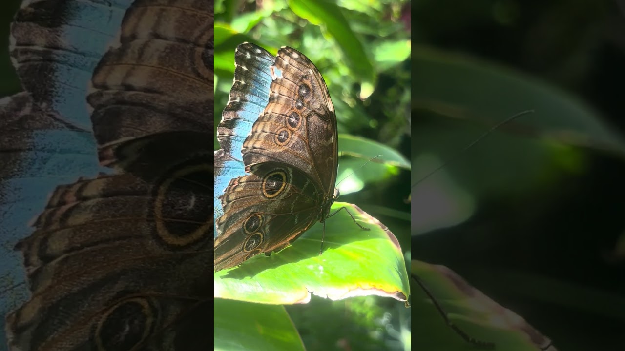 Key West Butterflies