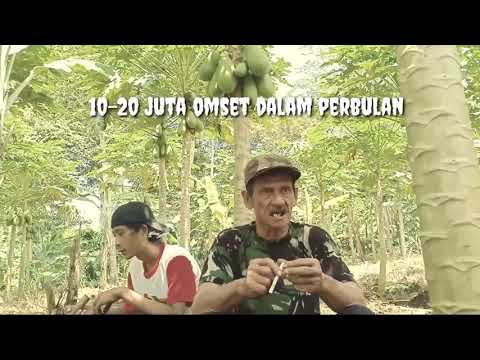 ayo-berkebun-pepaya-california-dengan-omset-15-40-juta-perbulan!!!!