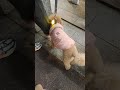 서우와 쿠키  해운대 산책중의 하이라이트(8:14 ~ 13:14)