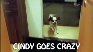 King Charles Spaniel (Cindy) goes crazy after bath time by Kiro 199 views 6 years ago 1 minute, 49 seconds