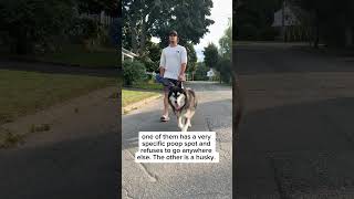 You Think Your Husky Is Stubborn? Try Having A Boyfriend.