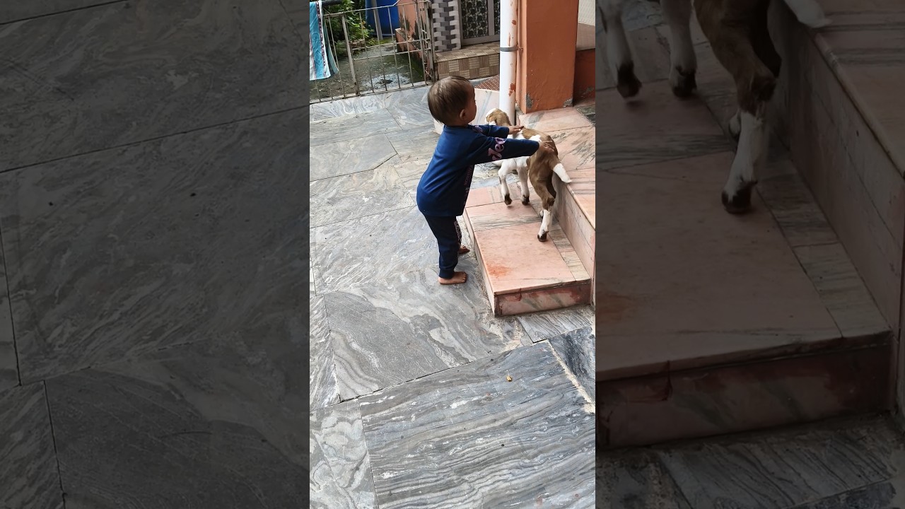 oh no 😮 #babygoat #playtime