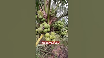 Dừa xiêm lùn chuẩn giống #caygiong #duamalai #duaxiemlun