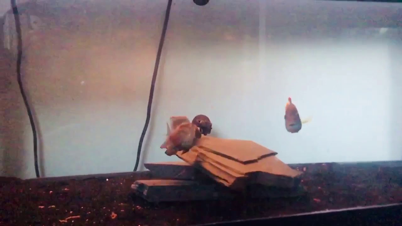 Green terror/Electric blue acara