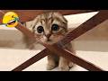 新しいおもしろ動物たち🤣 愛らしい猫と犬たち😻🐶