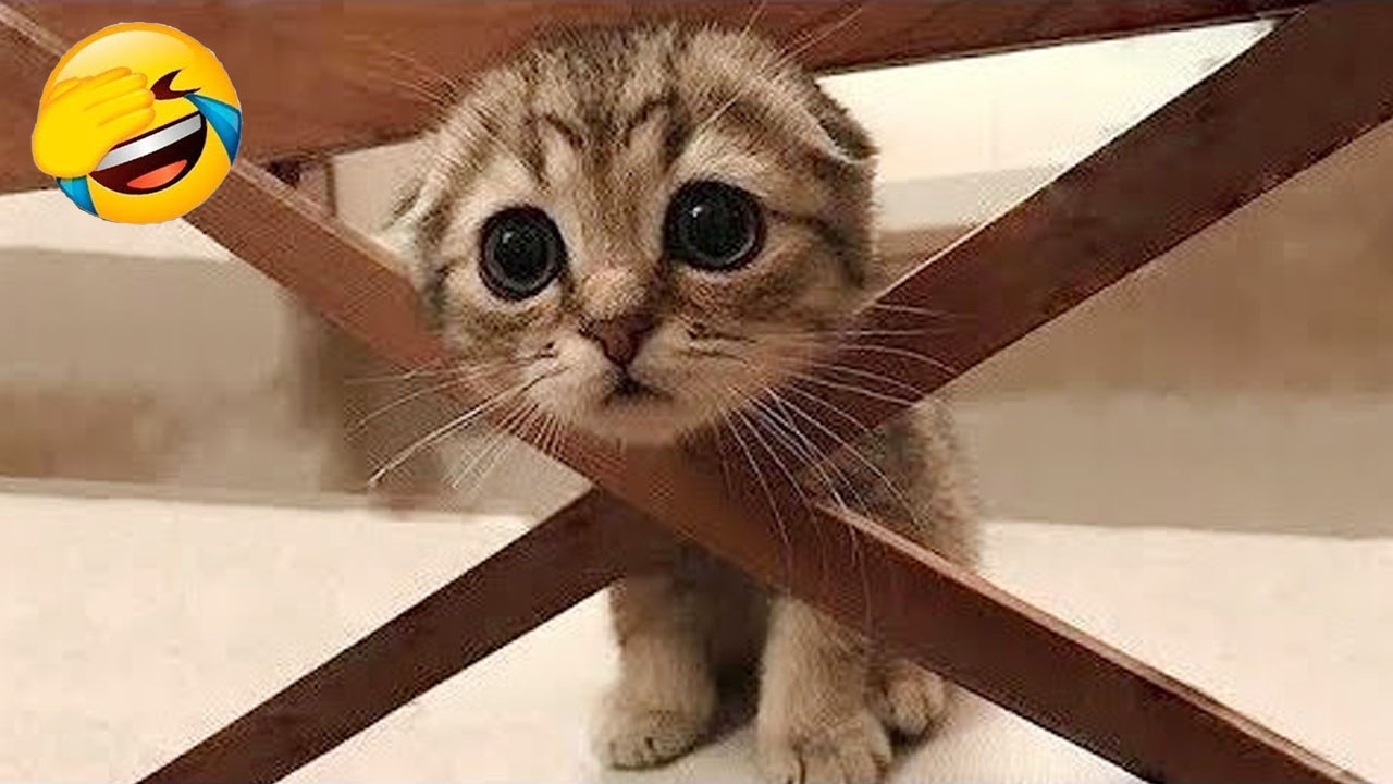 新しいおもしろ動物たち🤣 愛らしい猫と犬たち😻🐶