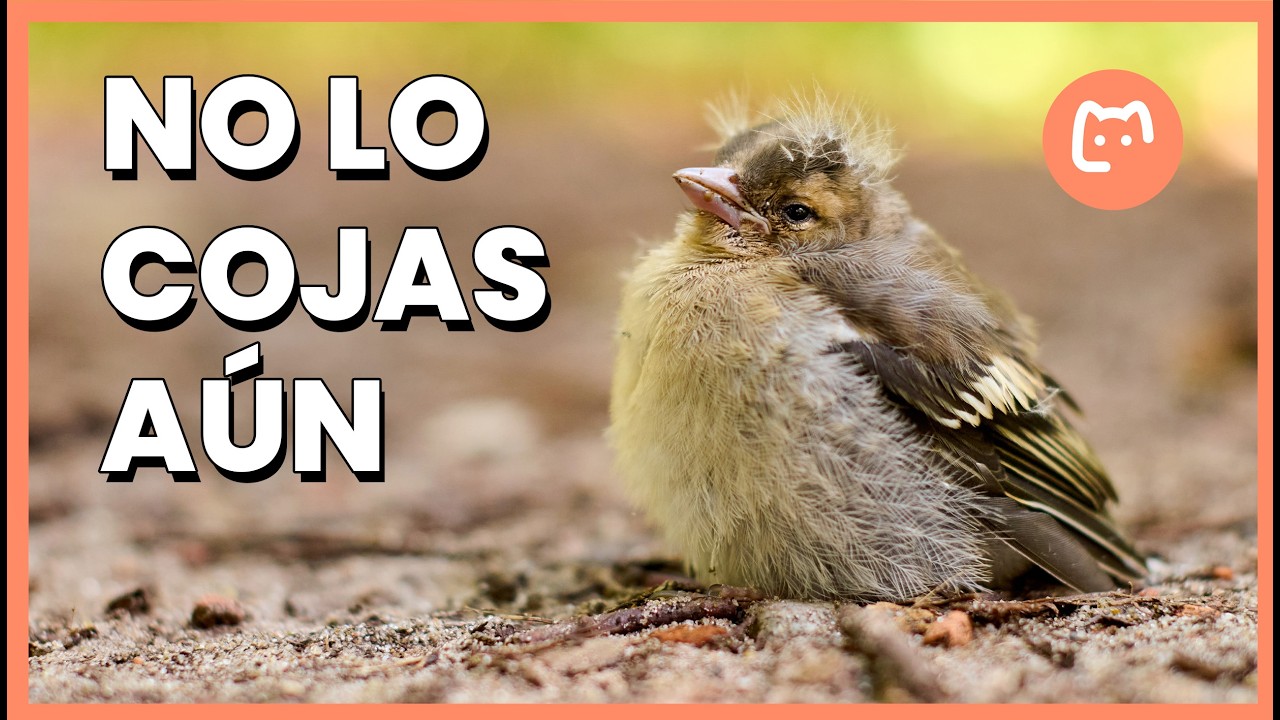 Qué hacer si encuentras un GORRIÓN BEBÉ caído del nido: cuándo recogerlo y cuándo no ⚠️