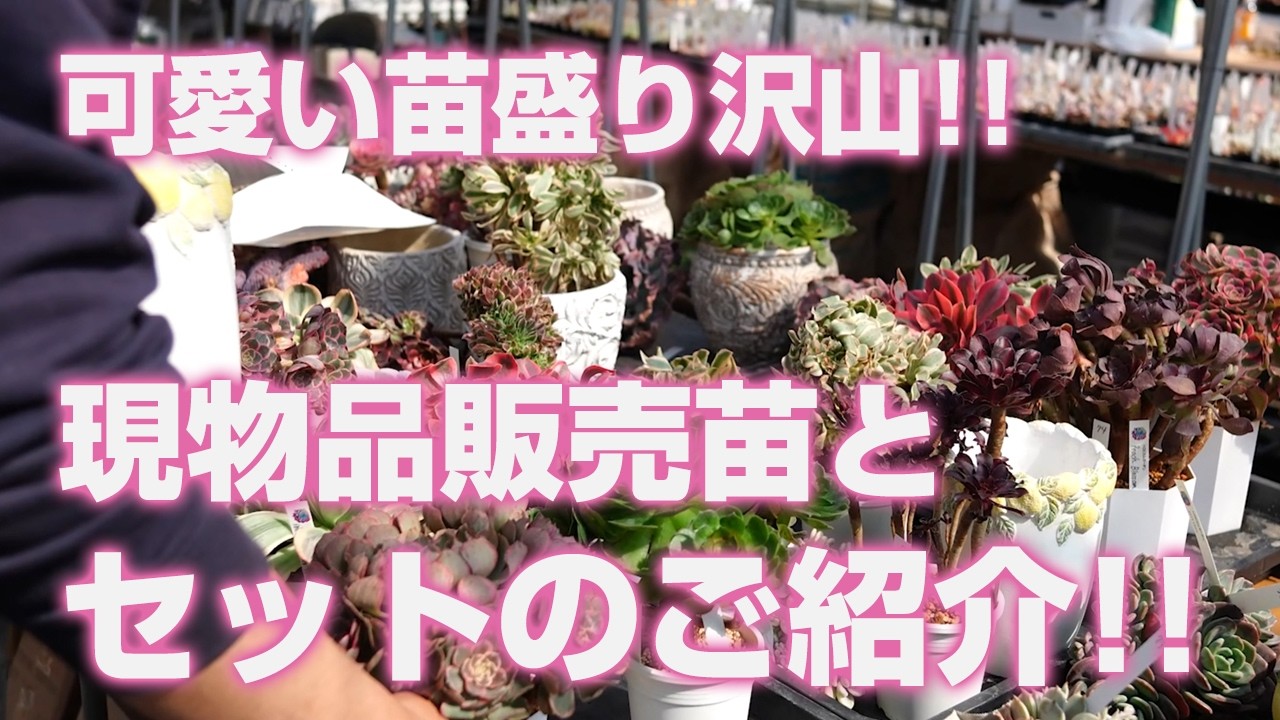 多肉植物】可愛い苗盛り沢山!!現物品販売苗とセットのご紹介