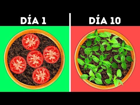 Video: Coníferas De Interior (19 Fotos): Especies Decorativas Enanas Para El Hogar, Cuidados Y Consejos Para El Cultivo