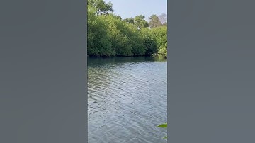 #fishing #youtube #fish #instagram #shortvideo #shorts #video #trending #reels #viral