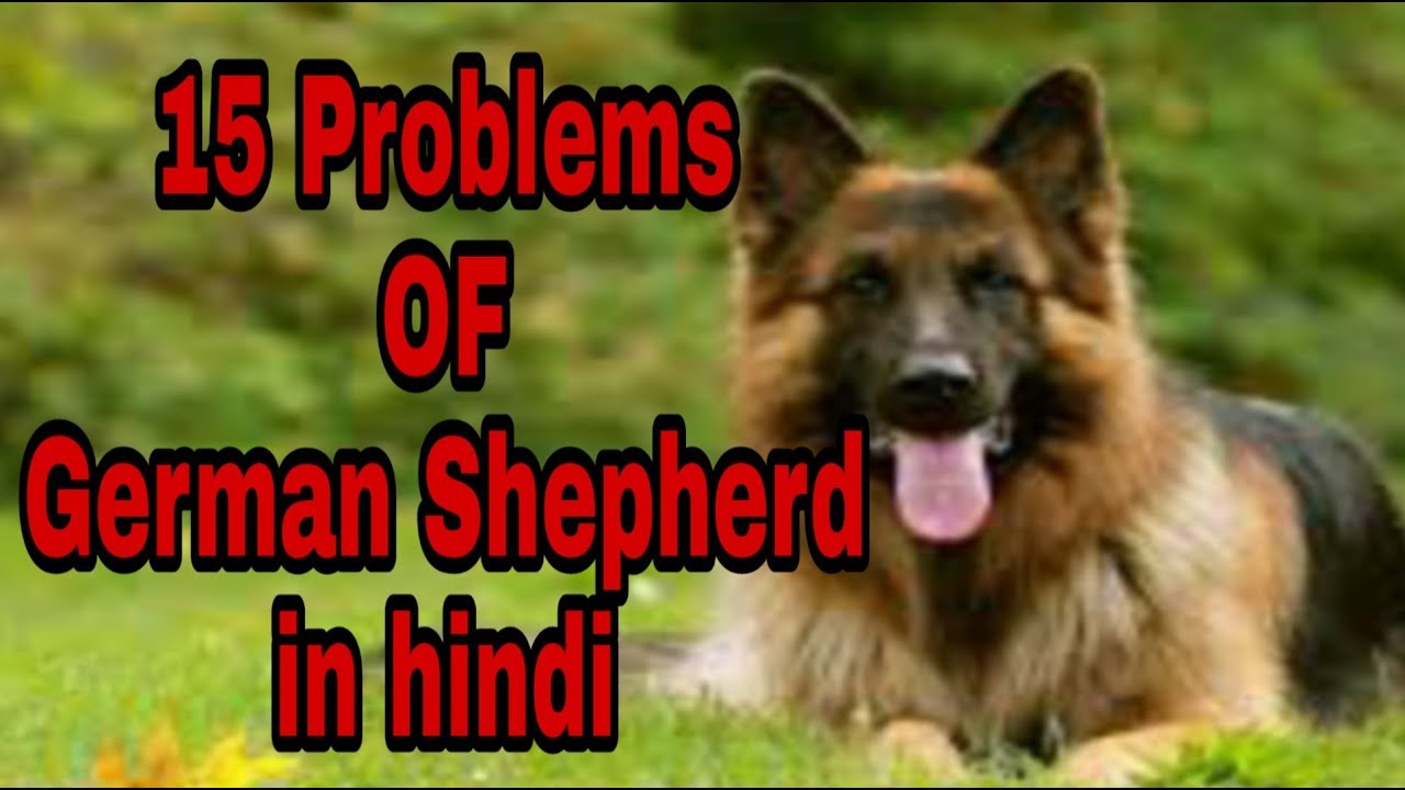 15 Problems of german shepherd in hindi. part 1. Dogs Biography