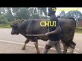 CHUI BULL AFTER MALINYA STADIUM SHOWDOWN BOUNCING BACK HOME CHUI BULL AFTER MALINYA STADIUM SHOWDOWN BOUNCING BACK HOME
