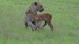 Incredible footage of leopard behaviour during impala kill   www natural variation com