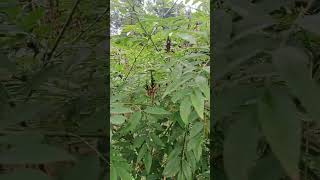 Rahasia Domba jadi gemuk Rumput Indogefera paknnya#ternakkambing #pakanrumput #rumputkambing