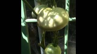 Mr. G. GF Tomatoe update