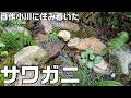 庭に一から作った小川完成後1か月、サワガニが住み着きました&小川の補修と7月の庭池ビオトープにやってくる生き物たち。