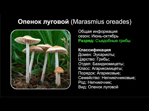 Опенок луговой (Marasmius oreades)