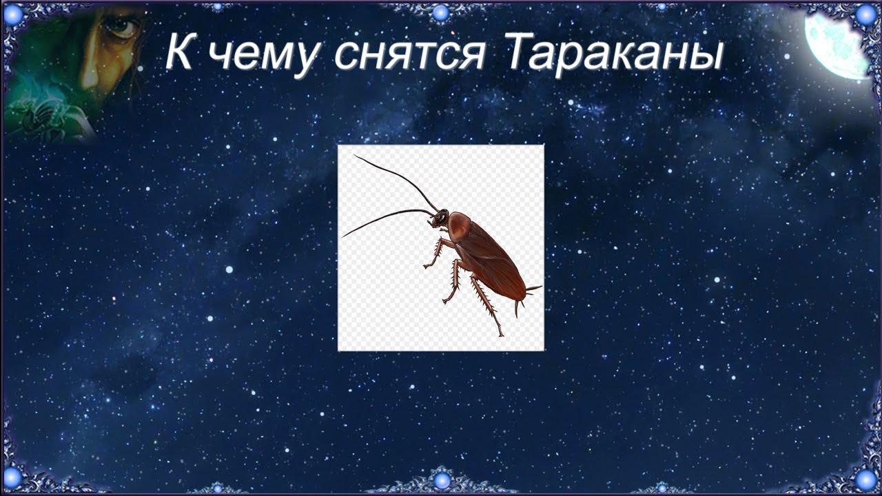 Миллер таракан