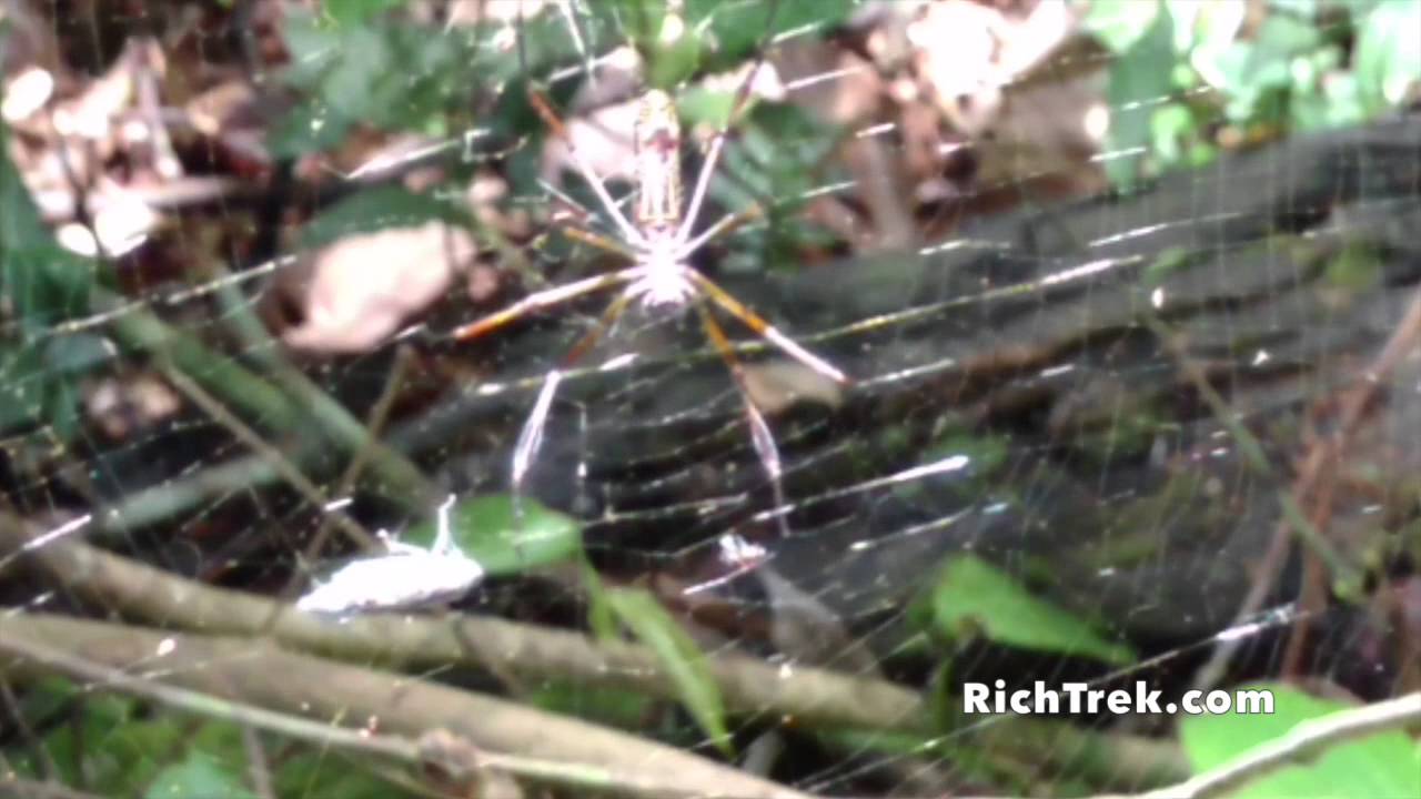 Poisonous Spiders of the Amazon Jungle - YouTube