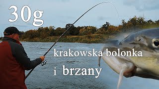 Krakowską bolonką w brzany w huraganowym wietrze. Na przepływankę.