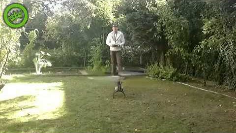 Trex 700 test fight best hedge cutterTree Dee ever 3D RC Helicopter