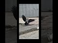Ворона vs крыса ч.1 (подпишитесь пожалуйста)