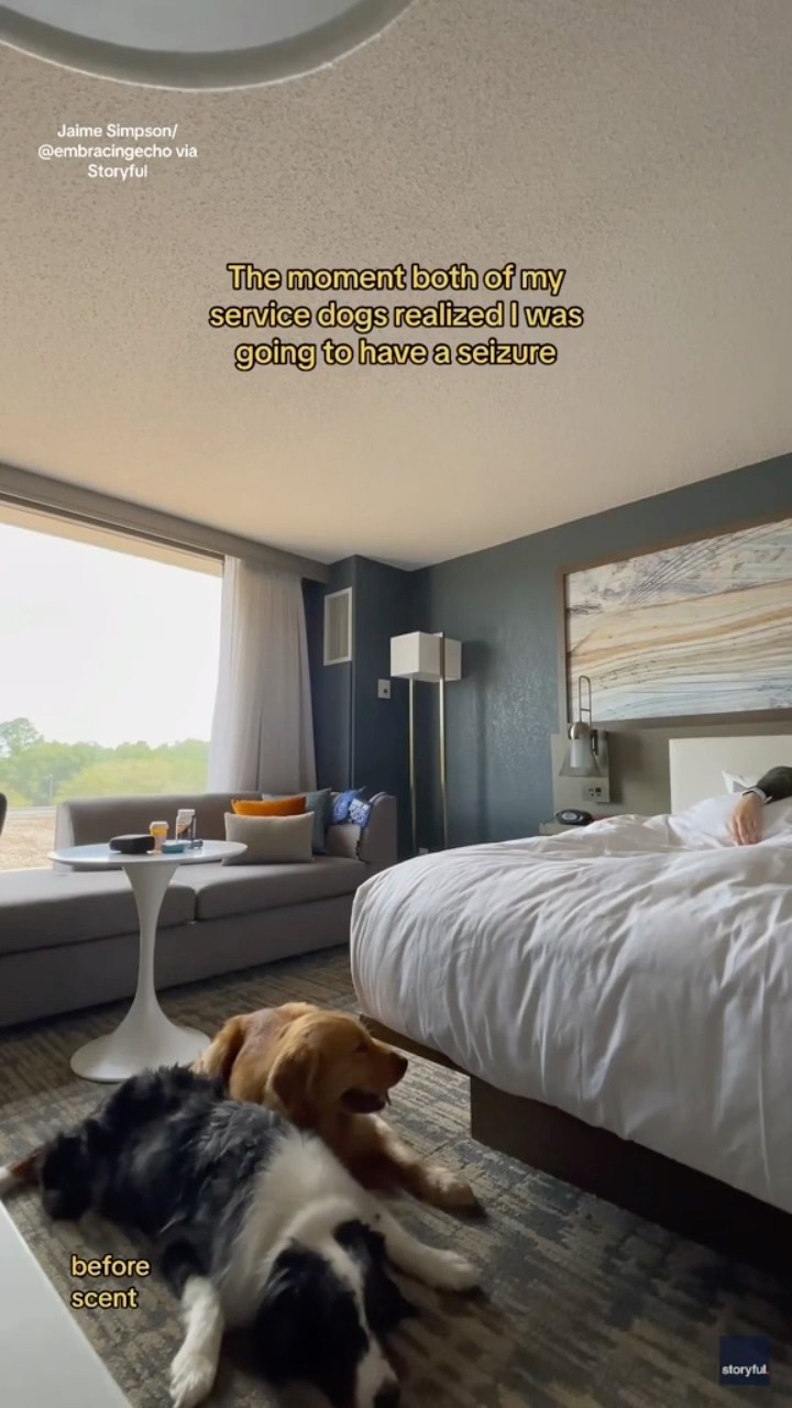 Service dogs save owner from having seizure #shorts