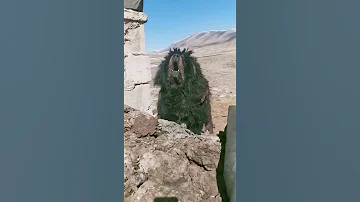 نباح كلب اجلكم الله ضخم بصوته المرعب 
