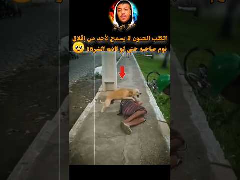 الكلب الحنون لا يسمح لأحد من إقلاق نوم صاحبه حتى لو كانت ال لا إله إلا الله سبحانه عدد خلقه