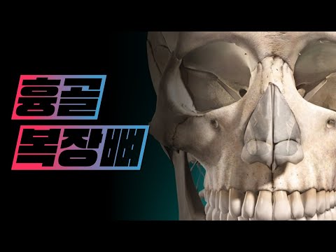 [해부학 - 골학] 복장뼈(흉골, sternum)