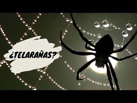 Video: ¿Dónde construyen las arañas sus redes?