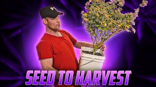 Complete Seed to Harvest Autoflower Guide For Beginners