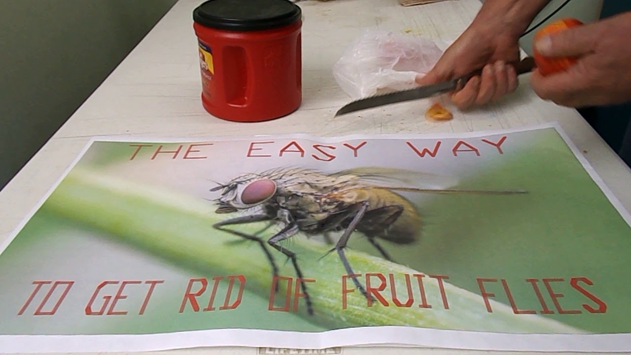 Fruit Fly Removal The Easy Way YouTube