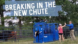 Breaking in the New Chute | first time using the new Priefert Cattle Chute