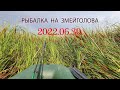 рыбалка на змейголова в протоках реки ИЛИ 2022.06.30