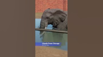 Planet Zoo Elephant- CFC #Shorts from Tik Tok