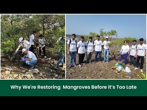 Restoring Mangroves: A Critical Need for Our Future