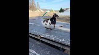 Little Lamb, Big Energy The Cutest Farm Prankster In Action