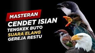 Download lagu Masteran Cendet Isian Tengkek Buto, Elang, Gereja Restu