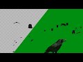 Crow | Bird flying Green Screen | Free VFX