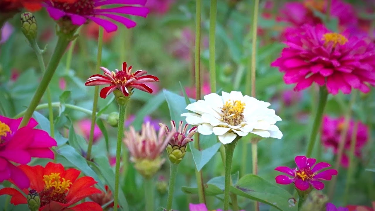 Soft Piano Music with Beautiful Flowers 🌼