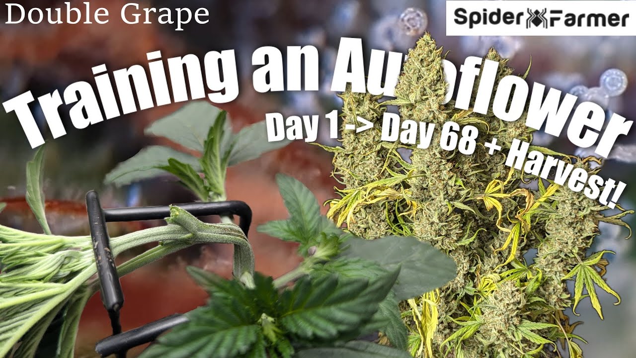 How I Grow -25- Seed to Training to Harvest - Double Grape Autoflower - Spiderfarmer SF4000