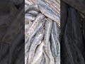 টাকি মাছের ভিডিও | Taki fish video .#shorts #fish #fishing #টাকি_মাছ