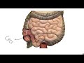 Respiratory & Digestive Lab Exam Practice