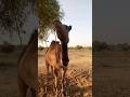 Camel of thar desert eating grass animals shorts