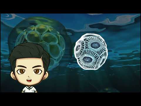 An Overview of Coccolitephores by Ilham #pakan #phytoplankton #zooplankton #plankton