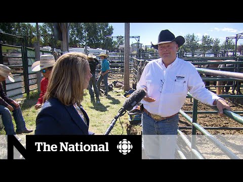 Alberta voters looking